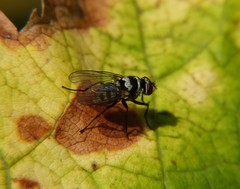 Anthomyia illocata