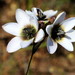 Ixia versicolor - Photo (c) Corrie du Toit,  זכויות יוצרים חלקיות (CC BY-NC), uploaded by Corrie du Toit