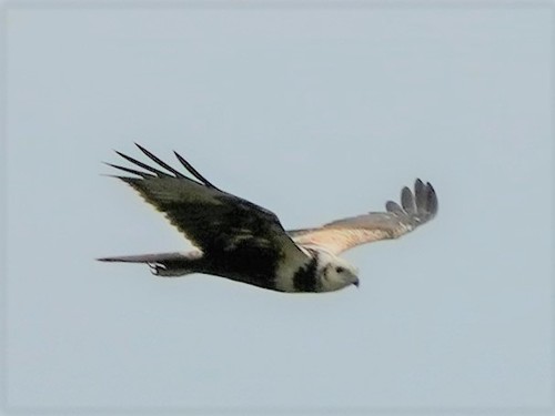 Eastern Marsh Harrier