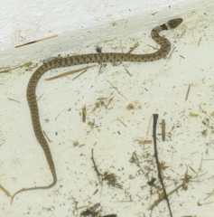 Natrix helvetica sicula