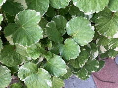 Polyscias balfouriana