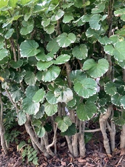 Polyscias balfouriana