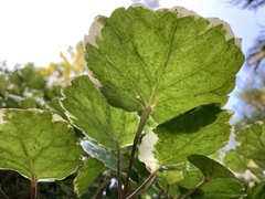 Polyscias balfouriana