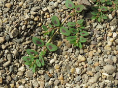 Euphorbia humistrata