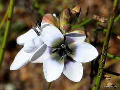 Ixia versicolor