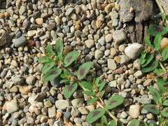 Euphorbia humistrata