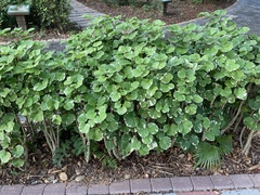 Polyscias balfouriana