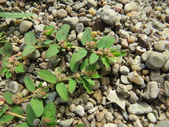 Euphorbia humistrata