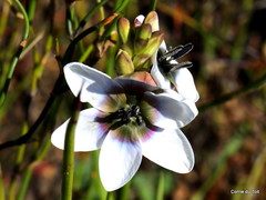 Ixia versicolor
