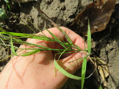 Leptochloa