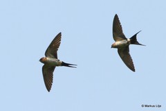 Cecropis striolata