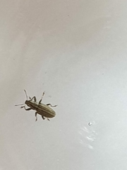 Sitona lineatus