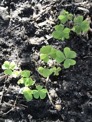 Oxalis incarnata