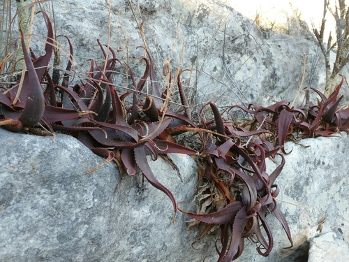 Aloe erythrophylla image