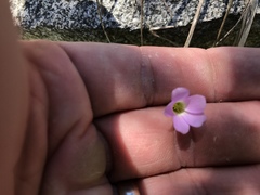 Oxalis alpina