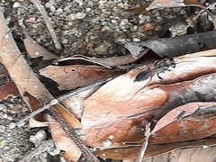 Liris subtessellatus