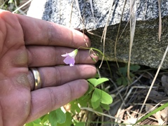 Oxalis alpina