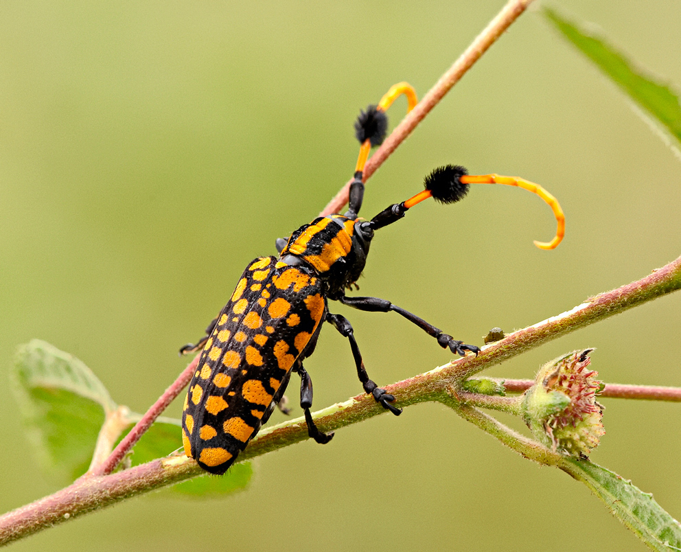 Aristobia approximator