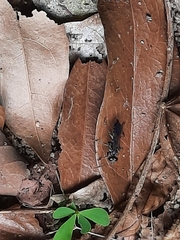 Liris subtessellatus