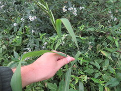Paspalum pubiflorum glabrum