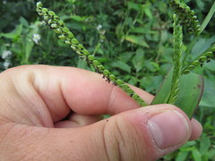 Paspalum pubiflorum glabrum