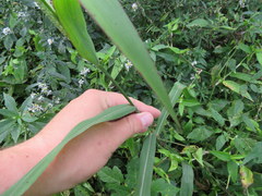 Paspalum pubiflorum glabrum