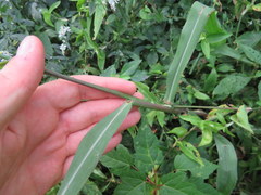 Paspalum pubiflorum glabrum