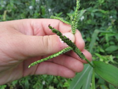 Paspalum pubiflorum glabrum