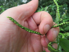 Paspalum pubiflorum glabrum