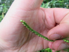 Paspalum pubiflorum glabrum
