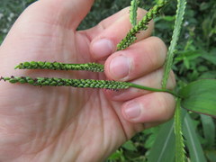 Paspalum pubiflorum glabrum