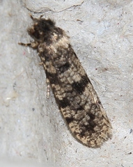 Morophaga morellus