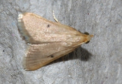 Maradana fuscolimbalis