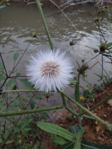 Sonchus wightianus iNat (1)