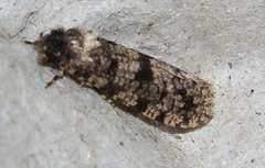 Morophaga morellus