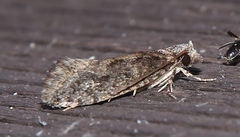 Infurcitinea