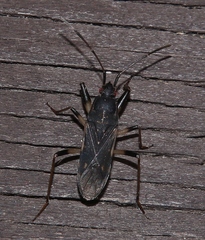 Dieuches armatipes