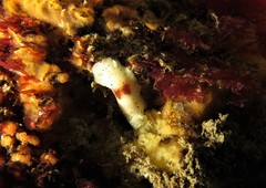 Cadlina sp-a