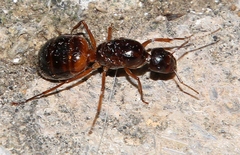 Camponotus nylanderi