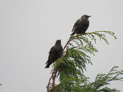 Sturnus vulgaris
