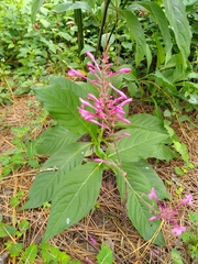 Odontonema callistachyum