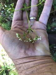 Galium mexicanum