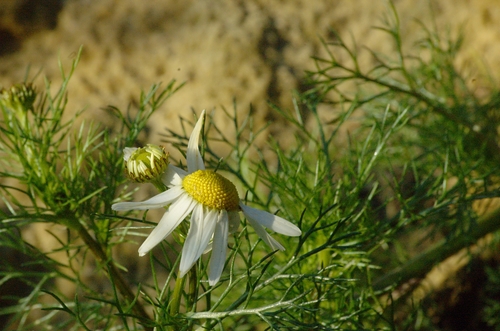 Sea Mayweed
