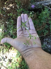 Galium mexicanum