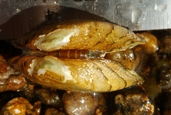 Alasmidonta marginata