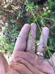 Galium mexicanum
