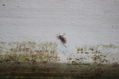Phlaeoba fumosa