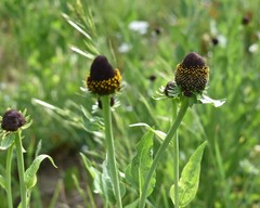 Rudbeckia occidentalis