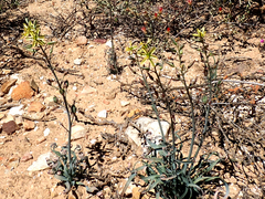 Albuca concordiana