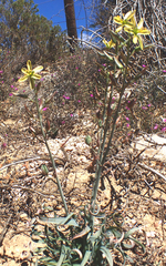 Albuca concordiana